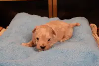 Charlie, a male Maltipoo and Poodle - Toy  for sale in Fountain Inn, SC – Photo 7 of 10