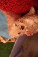 Charlie, a male Maltipoo and Poodle - Toy  for sale in Fountain Inn, SC – Photo 10 of 10