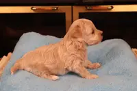 Charlie, a male Maltipoo and Poodle - Toy  for sale in Fountain Inn, SC – Photo 4 of 10