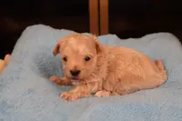 Charlie, a male Maltipoo and Poodle - Toy  for sale in Fountain Inn, SC – Photo 3 of 10
