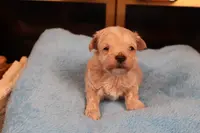 Charlie, a male Maltipoo and Poodle - Toy  for sale in Fountain Inn, SC – Photo 5 of 10