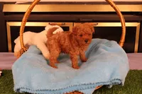 Eli, a male Maltipoo and Poodle - Toy  for sale in Fountain Inn, SC – Photo 5 of 10