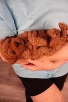 Eli, a male Maltipoo and Poodle - Toy  for sale in Fountain Inn, SC – Photo 9 of 10