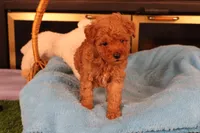 Eli, a male Maltipoo and Poodle - Toy  for sale in Fountain Inn, SC – Photo 7 of 10