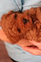 Eli, a male Maltipoo and Poodle - Toy  for sale in Fountain Inn, SC – Photo 1 of 10