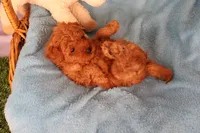 Eli, a male Maltipoo and Poodle - Toy  for sale in Fountain Inn, SC – Photo 3 of 10