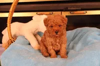 Eli, a male Maltipoo and Poodle - Toy  for sale in Fountain Inn, SC – Photo 2 of 10
