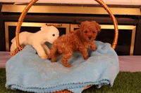 Eli, a male Maltipoo and Poodle - Toy  for sale in Fountain Inn, SC – Photo 6 of 10