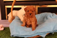 Eli, a male Maltipoo and Poodle - Toy  for sale in Fountain Inn, SC – Photo 10 of 10