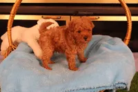Eli, a male Maltipoo and Poodle - Toy  for sale in Fountain Inn, SC – Photo 4 of 10