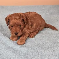 Charlie, a female Maltipoo and Poodle - Toy  for sale in Fountain Inn, SC – 9 of 10