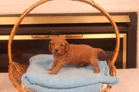 Ezra, a male Miniature Goldendoodle for sale in Fountain Inn, SC – Photo 3 of 10
