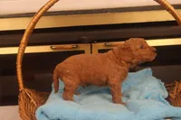 Ezra, a male Miniature Goldendoodle for sale in Fountain Inn, SC – Photo 2 of 10