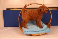 Ezra, a male Miniature Goldendoodle for sale in Fountain Inn, SC – Photo 2 of 10