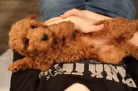 Ezra, a male Miniature Goldendoodle for sale in Fountain Inn, SC – Photo 3 of 10