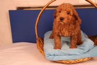 Ezra, a male Miniature Goldendoodle for sale in Fountain Inn, SC – Photo 1 of 10