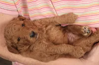 Ezra, a male Miniature Goldendoodle for sale in Fountain Inn, SC – Photo 10 of 10