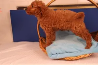 Ezra, a male Miniature Goldendoodle for sale in Fountain Inn, SC – Photo 4 of 10