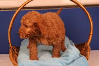 Ezra, a male Miniature Goldendoodle for sale in Fountain Inn, SC – Photo 10 of 10