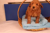 Ezra, a male Miniature Goldendoodle for sale in Fountain Inn, SC – Photo 9 of 10
