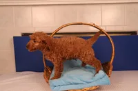 Ezra, a male Miniature Goldendoodle for sale in Fountain Inn, SC – Photo 5 of 10