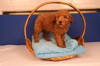 Ezra, a male Miniature Goldendoodle for sale in Fountain Inn, SC – Photo 6 of 10