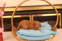 Ezra, a male Miniature Goldendoodle for sale in Fountain Inn, SC – Photo 4 of 10