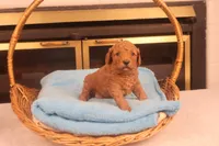 Ezra, a male Miniature Goldendoodle for sale in Fountain Inn, SC – Photo 8 of 10