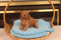 Ezra, a male Miniature Goldendoodle for sale in Fountain Inn, SC – Photo 5 of 10