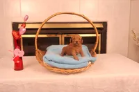 Ezra, a male Miniature Goldendoodle for sale in Fountain Inn, SC – Photo 1 of 10