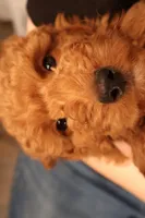 Ezra, a male Miniature Goldendoodle for sale in Fountain Inn, SC – Photo 7 of 10