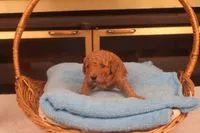 Ezra, a male Miniature Goldendoodle for sale in Fountain Inn, SC – Photo 7 of 10