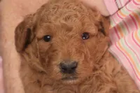 Ezra, a male Miniature Goldendoodle for sale in Fountain Inn, SC – Photo 9 of 10