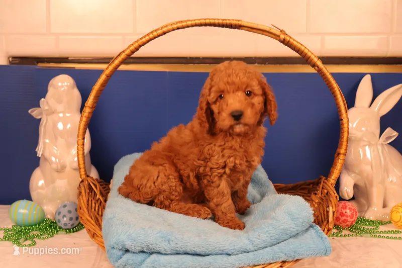 Ezra – Miniature Goldendoodle puppy for sale in Fountain Inn, SC