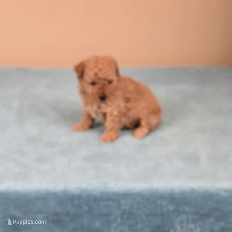 Amy, a female Maltipoo for sale in Fountain Inn, SC – 1 of 5