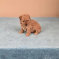 Amy, a female Maltipoo for sale in Fountain Inn, SC – 1 of 5