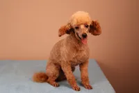 Bentley, a male Poodle - Toy  for sale in Fountain Inn, SC – 2 of 7