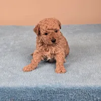 Amy, a female Maltipoo for sale in Fountain Inn, SC – 2 of 5