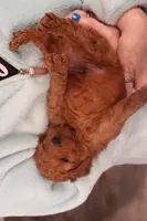 Ethan, a male Miniature Goldendoodle for sale in Fountain Inn, SC – Photo 5 of 10