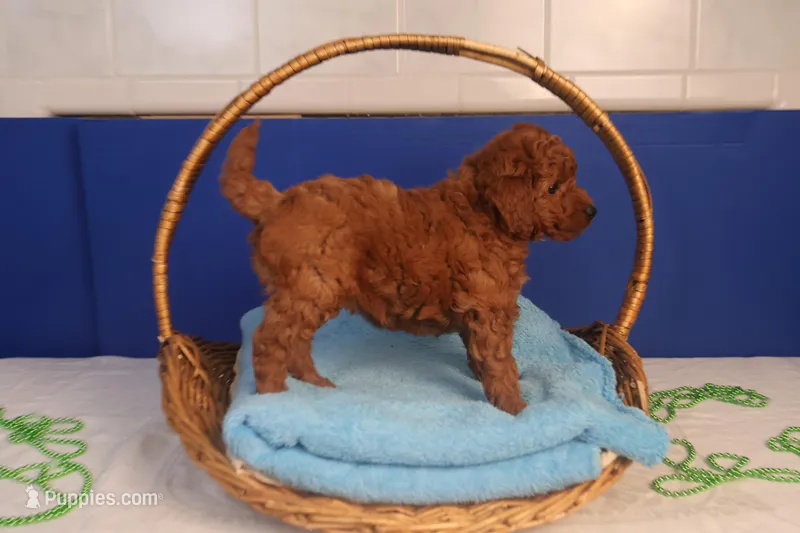 Ethan – Miniature Goldendoodle puppy for sale in Fountain Inn, SC