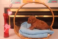 Ethan, a male Miniature Goldendoodle for sale in Fountain Inn, SC – Photo 4 of 10