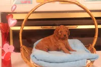 Ethan, a male Miniature Goldendoodle for sale in Fountain Inn, SC – Photo 7 of 10