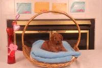 Ethan, a male Miniature Goldendoodle for sale in Fountain Inn, SC – Photo 1 of 10