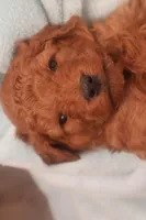 Ethan, a male Miniature Goldendoodle for sale in Fountain Inn, SC – Photo 9 of 10