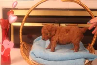 Ethan, a male Miniature Goldendoodle for sale in Fountain Inn, SC – Photo 10 of 10