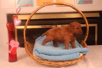 Ethan, a male Miniature Goldendoodle for sale in Fountain Inn, SC – Photo 3 of 10