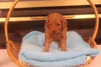 Ethan, a male Miniature Goldendoodle for sale in Fountain Inn, SC – Photo 2 of 10