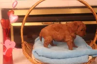 Ethan, a male Miniature Goldendoodle for sale in Fountain Inn, SC – Photo 8 of 10