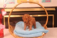Ethan, a male Miniature Goldendoodle for sale in Fountain Inn, SC – Photo 6 of 10