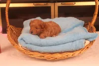 Abby, a female Maltipoo for sale in Fountain Inn, SC – Photo 10 of 10